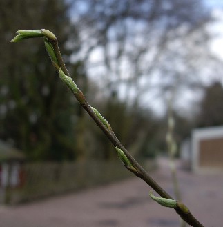 große Knospen